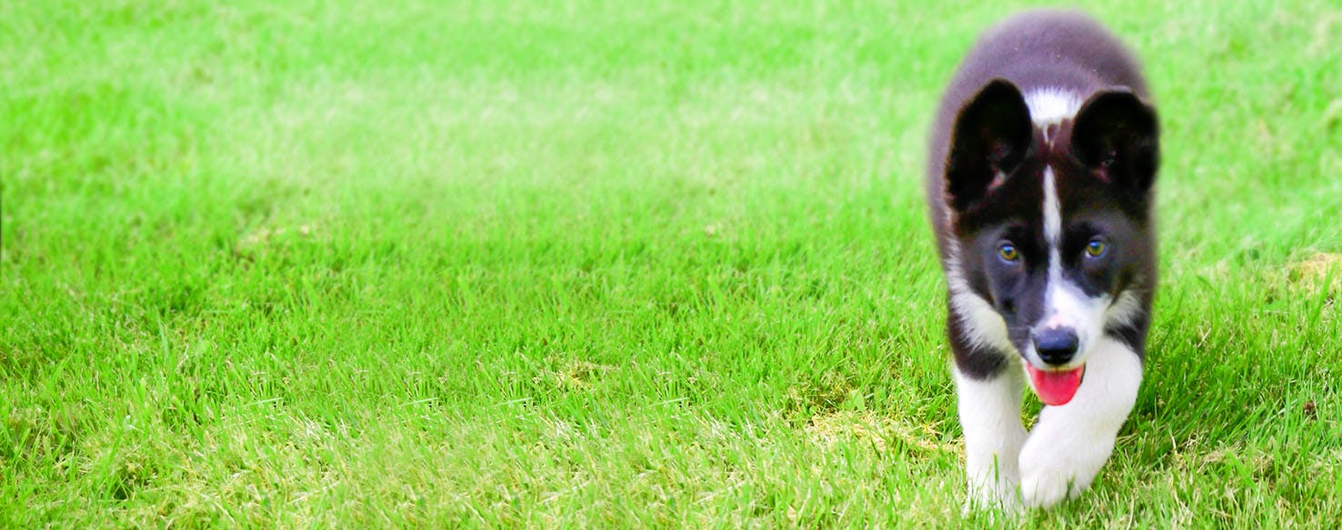 Indian Dog Names Popular Male And Female Names Wag 